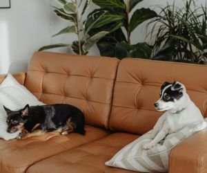 pets-e-plantas Hábitos Domésticos que Revelam Sua Personalidade